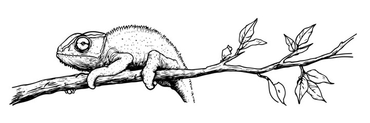 chameleon resting on branch vector doodle sketch engraving © Kaz