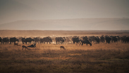 Fototapeta premium African buffaloes and gazelles grazing in ngorongoro crater, tanzania