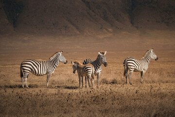 Zebras grazing in the ngorongoro crater, tanzania, africa