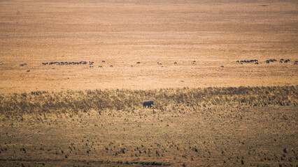 Elephant walking in ngorongoro crater with wildebeests grazing in background