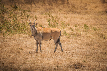 Eland standing in dry grass of ngorongoro crater, tanzania, africa during safari trip