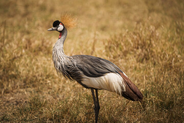 Grey crowned crane standing in the ngorongoro crater, tanzania