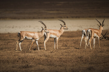 Grant's gazelles walking in ngorongoro conservation area, tanzania