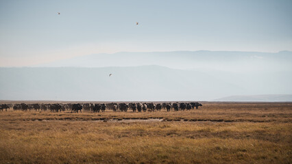 Herd of african buffaloes walking in ngorongoro crater, tanzania