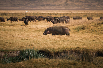 Fototapeta premium Hippopotamus walking in ngorongoro crater with buffaloes in background