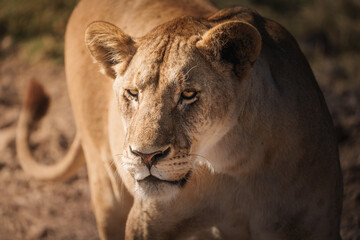 Lioness walking in ngorongoro conservation area, tanzania
