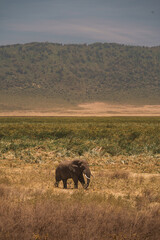 Fototapeta premium Solitary elephant walking in ngorongoro crater, tanzania, africa