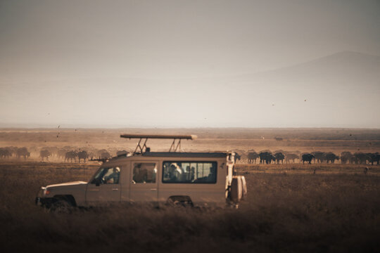 Tourists enjoying a safari trip are observing a herd of wildebeest migrating in the ngorongoro crater, tanzania