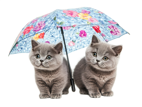 Two British Shorthair kittens isolated on white background PNG,AI GENERATED