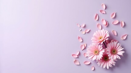 Naklejka premium Delicate pink chrysanthemums, Scattered petals, Soft lavender background