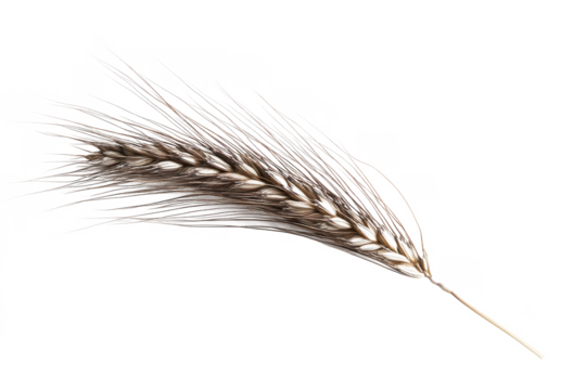 A single wheat stalk with long thin bristles isolated against a Isolated on white transparent background