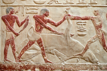 Three men performing ritual sacrifice of a bound calf, V Dynasty mastaba of princess Idut, Saqqara,...