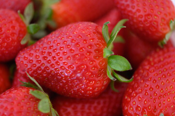 Freshly harvested strawberries glimmering under warm sunlight in a vibrant summer field