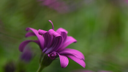 Fototapeta premium Purple flower blooms gracefully in a vibrant garden during the soft light of early morning