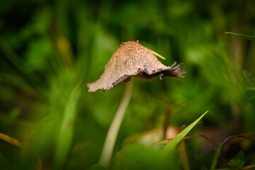 Naturally aged mushroom growing among lush green grass at dawn in a peaceful woodland setting