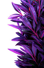 Obraz premium purple flower isolated on white background