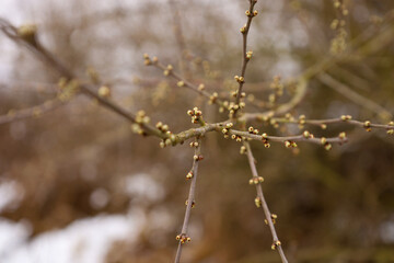 This photograph captures a close-up of tree branches with small buds just beginning to bloom. The shot is taken against a blurred background, emphasizing the details of the branches and buds.