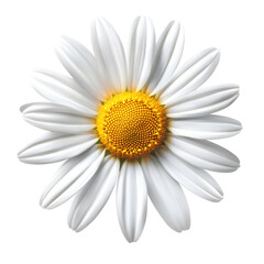 White Daisy with Yellow Center