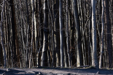Ruegen, Sassnitz, Mecklenburg-Vorpommern, Nationalpark Jasmund, Kreidekueste, Buchenwald, Deutschland, 19.03.2025 
