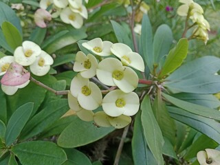 Blooming Beauty: The Elegance of Flowers