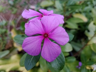 Blooming Beauty: The Elegance of Flowers