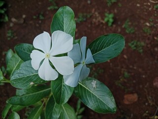 Blooming Beauty: The Elegance of Flowers