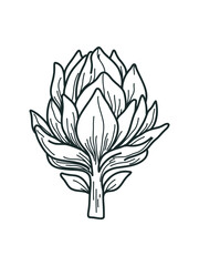 Monochrome line art of fresh artichoke