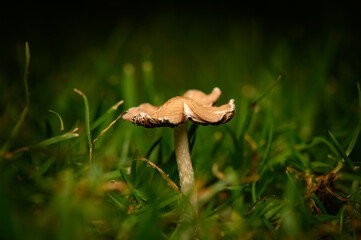 Mushroom rising gracefully among lush green grass at twilight in a serene garden setting
