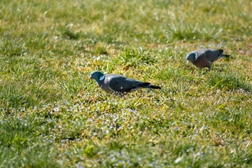Wood pigeon in a garden, columba palumbus