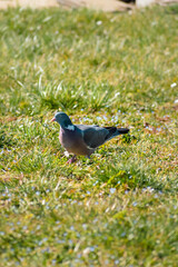 Wood pigeon in a garden, columba palumbus