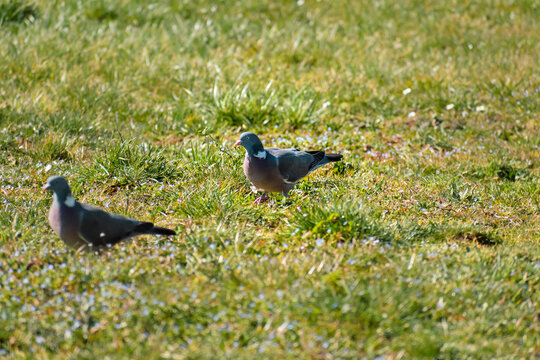 Wood pigeon in a garden, columba palumbus