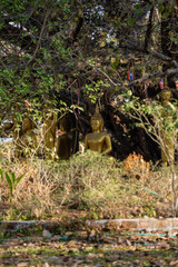 Golden Buddha statues nestled among trees and foliage in Laos, creating a serene and spiritual atmosphere