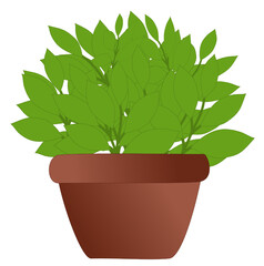 green plant in a pot