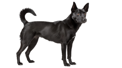 Crossbreed dog isolated on transparent background