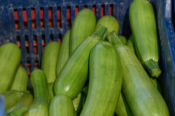 Freshly harvested zucchinis displayed in a rustic basket at a vibrant farmers market during a sunny afternoon