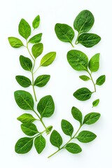 Fresh, vibrant green leaves arranged artistically on a white background, perfect for botanical or culinary themes.