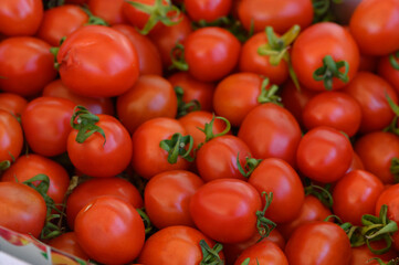 Freshly harvested vibrant tomatoes display an explosion of color at a local farmer's market in late summer