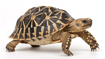 Obraz premium Indian Star Tortoise Walking, Full Body, Isolated