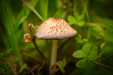 Delicate mushroom nestled among vibrant greenery in a serene outdoor setting