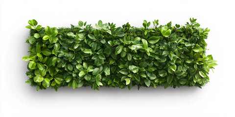 Overhead View of Rectangular Lush Green Plant Arrangement on Stark White Background
