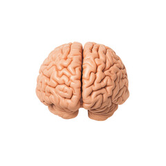 Human brain on transparent background. Concept for neurology, science, medicine, and intelligence.