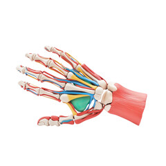 Anatomical illustration of the human hand showing bones, muscles, tendons, and ligaments. Concept of anatomy, medicine, and healthcare.