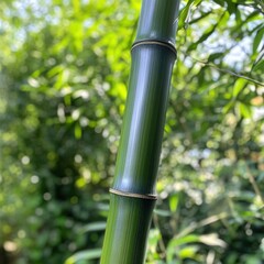 Obraz premium Bamboo growth observation in a lush forest nature photography close-up view green environment tranquil concept