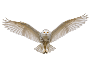 A majestic Snowy Owl, wings fully outstretched in a dynamic flight pose, is featured against a transparent background