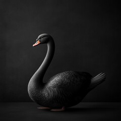 Elegant black swan standing against a dark backdrop.