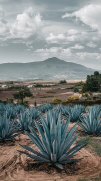Blue agave fields with mountain landscape in Mexico