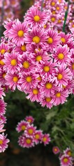 Fototapeta premium chrysanthemum flowers