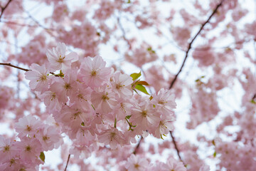 Branch of blooming cherry tree, pink sakura blossom flower on blue sky background. Spring season, nature floral background, wallpaper, backdrop.
