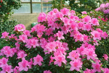 Blooming pink japan Azalea Ericaceae bush, Geisha Purple, rhododendron flower macro, background. Evergreen decorative plant outdoor or in orangery in botanical garden. Gardeining, plant breeding