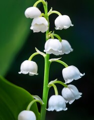 Fototapeta premium Delicate White Lily of the Valley Blooms Hanging From Green Stems in a Natural Setting During Spring